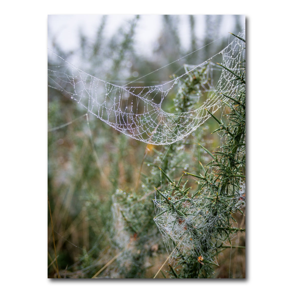 AUTO-MOCKUP WHITE | Dew Web | 1 Piece | Gallery Wrap Canvas | group=3x4