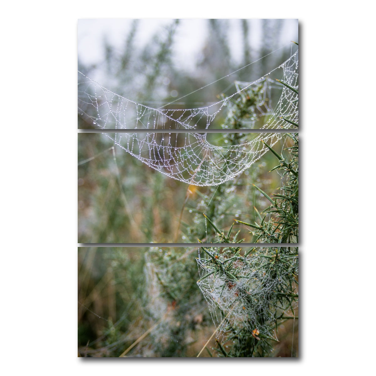 AUTO-MOCKUP WHITE | Dew Web | 3 Piece | Gallery Wrap Canvas | group=12x24_stacked