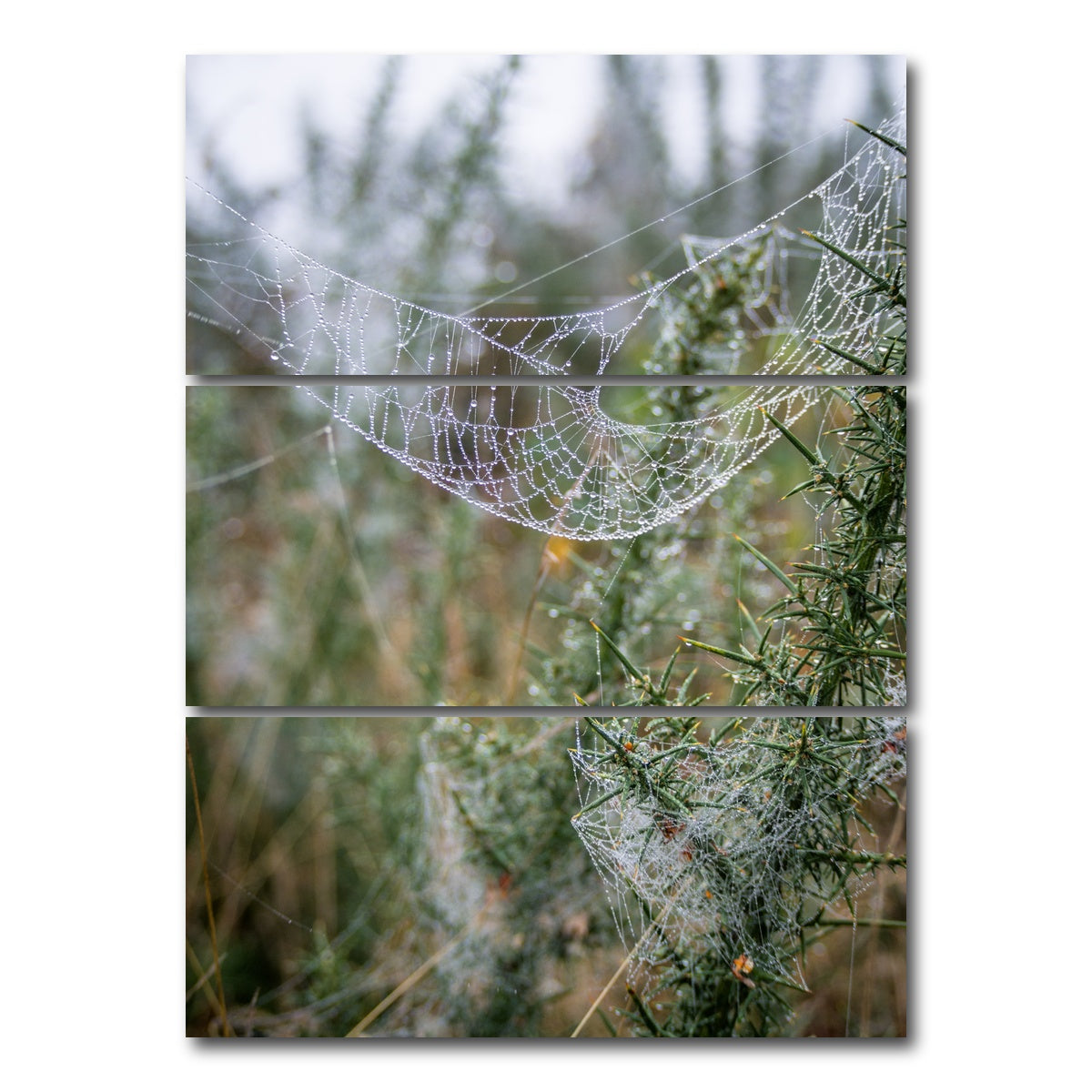 AUTO-MOCKUP WHITE | Dew Web | 3 Piece | Gallery Wrap Canvas | group=8x18_stacked