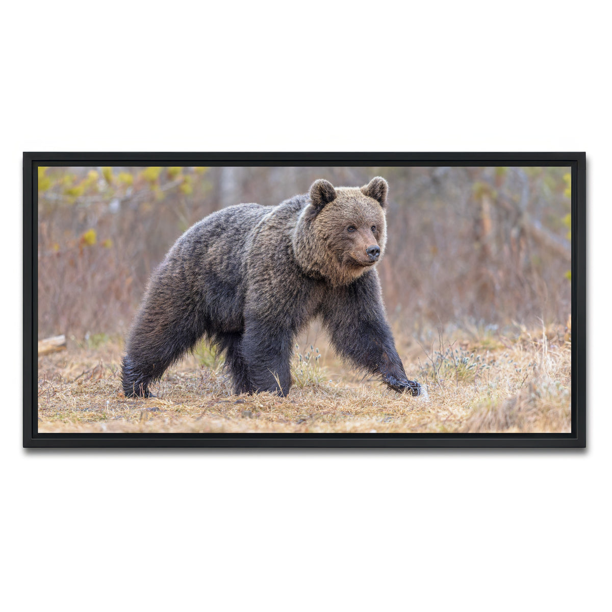 AUTO-MOCKUP WHITE | Eurasian brown bear | 1 Piece | Black Framed Canvas | group=2x1