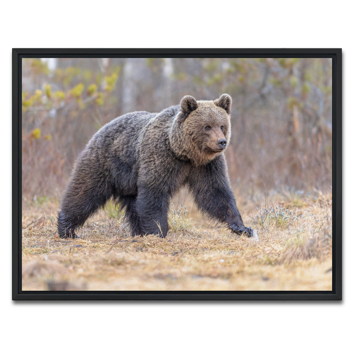 AUTO-MOCKUP WHITE | Eurasian brown bear | 1 Piece | Black Framed Canvas | group=4x3