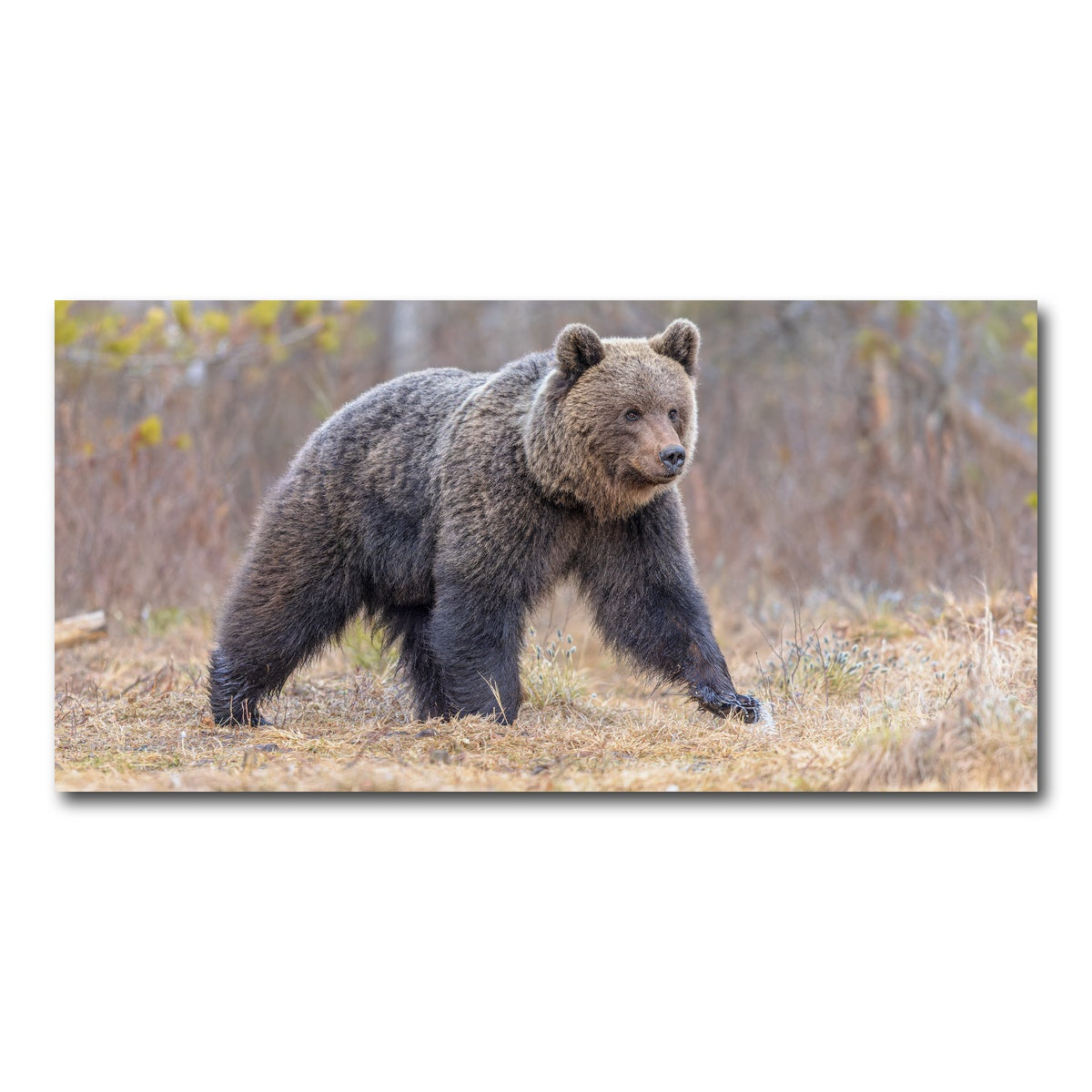 AUTO-MOCKUP WHITE | Eurasian brown bear | 1 Piece | Gallery Wrap Canvas | group=2x1