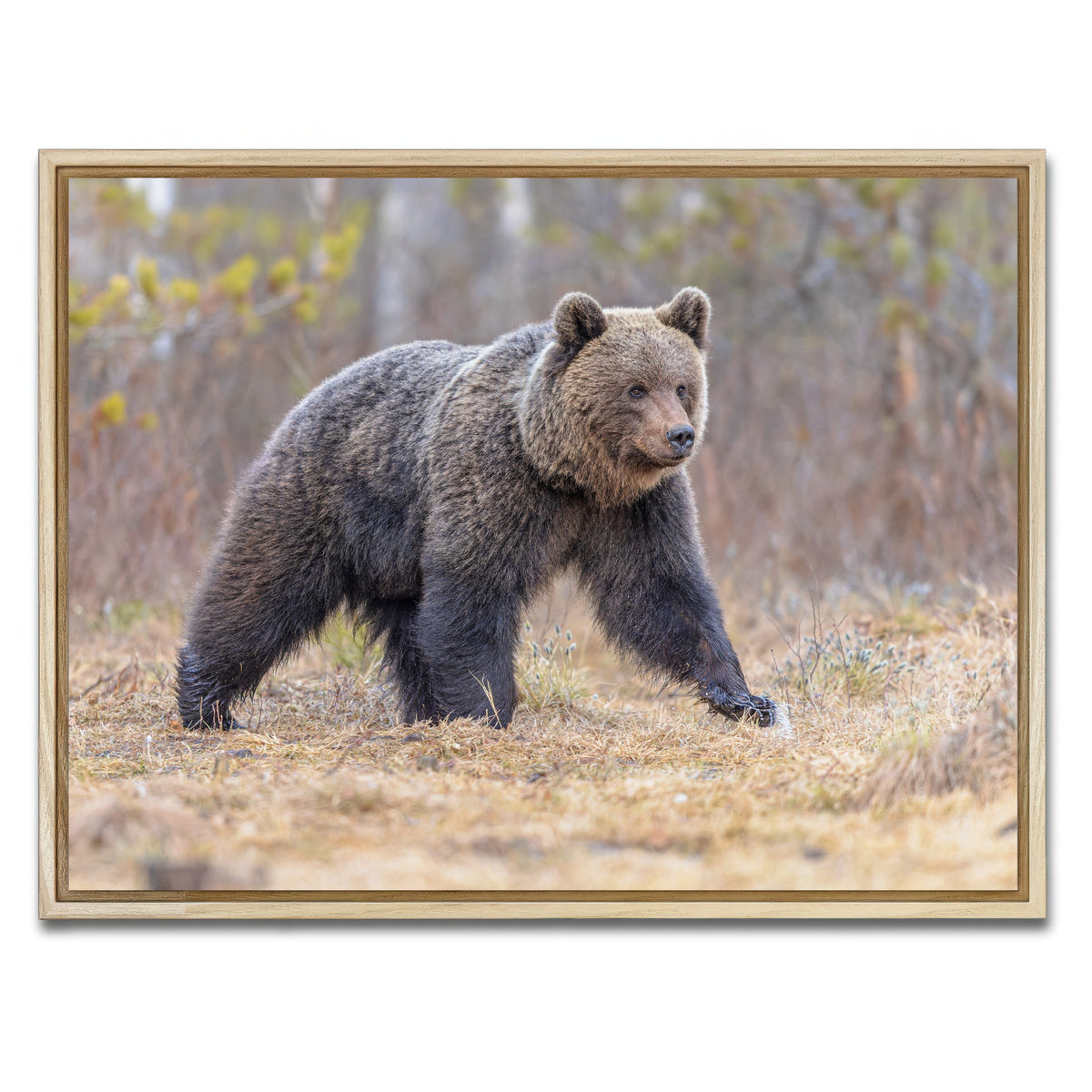AUTO-MOCKUP WHITE | Eurasian brown bear | 1 Piece | Natural Framed Canvas | group=4x3