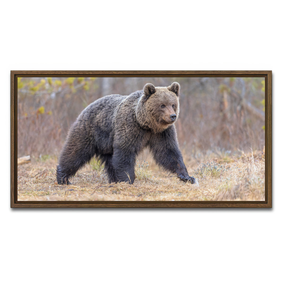 AUTO-MOCKUP WHITE | Eurasian brown bear | 1 Piece | Walnut Framed Canvas | group=2x1