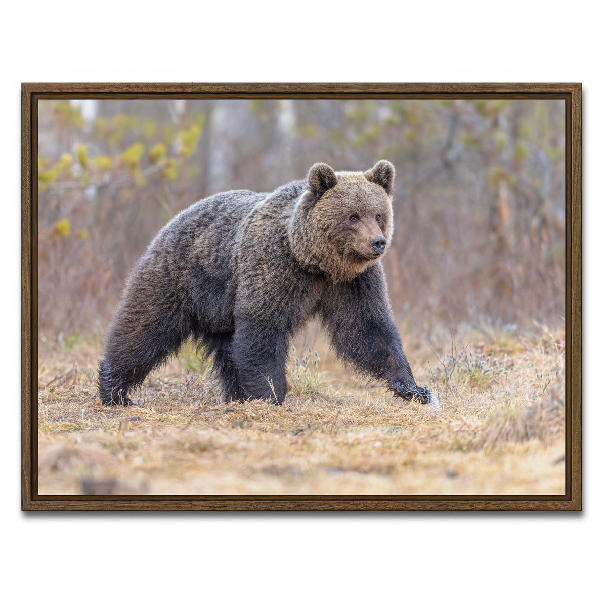 AUTO-MOCKUP WHITE | Eurasian brown bear | 1 Piece | Walnut Framed Canvas | group=4x3