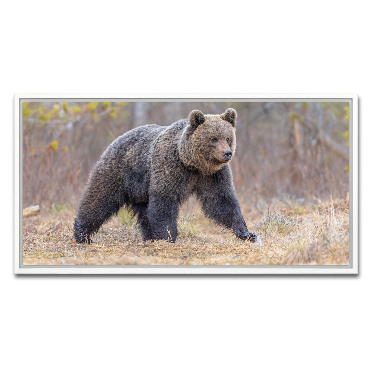 AUTO-MOCKUP WHITE | Eurasian brown bear | 1 Piece | White Framed Canvas | group=2x1