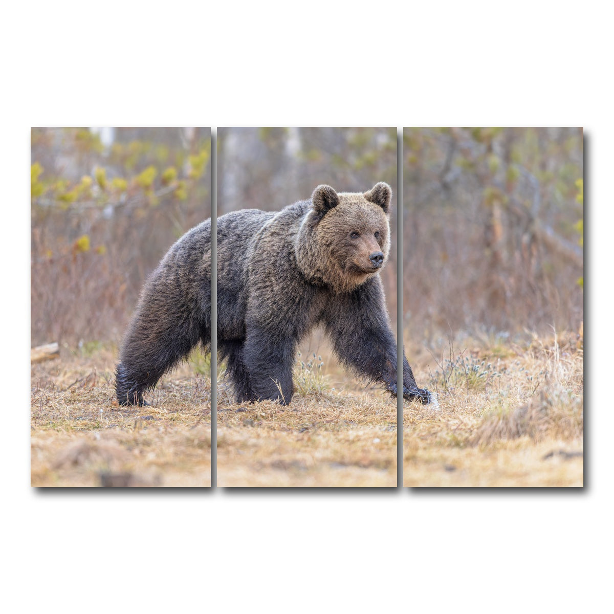 AUTO-MOCKUP WHITE | Eurasian brown bear | 3 Piece | Gallery Wrap Canvas | group=12x24
