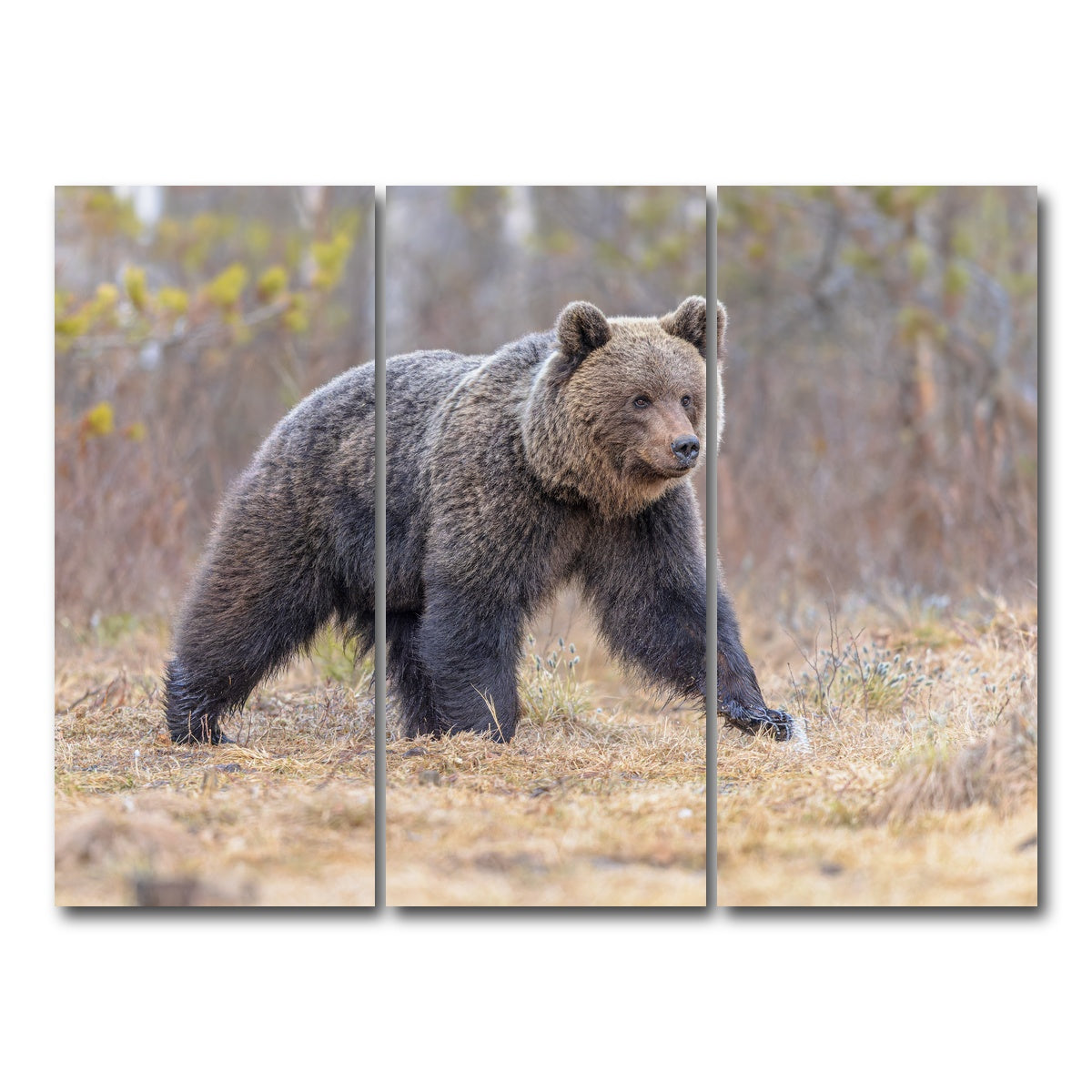 AUTO-MOCKUP WHITE | Eurasian brown bear | 3 Piece | Gallery Wrap Canvas | group=8x18