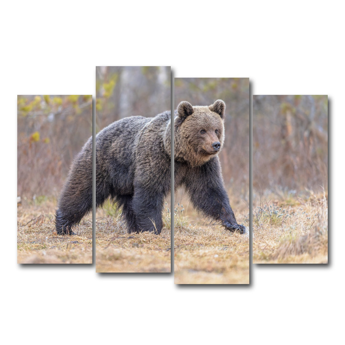 AUTO-MOCKUP WHITE | Eurasian brown bear | 4 Piece | Gallery Wrap Canvas | group=4_normal