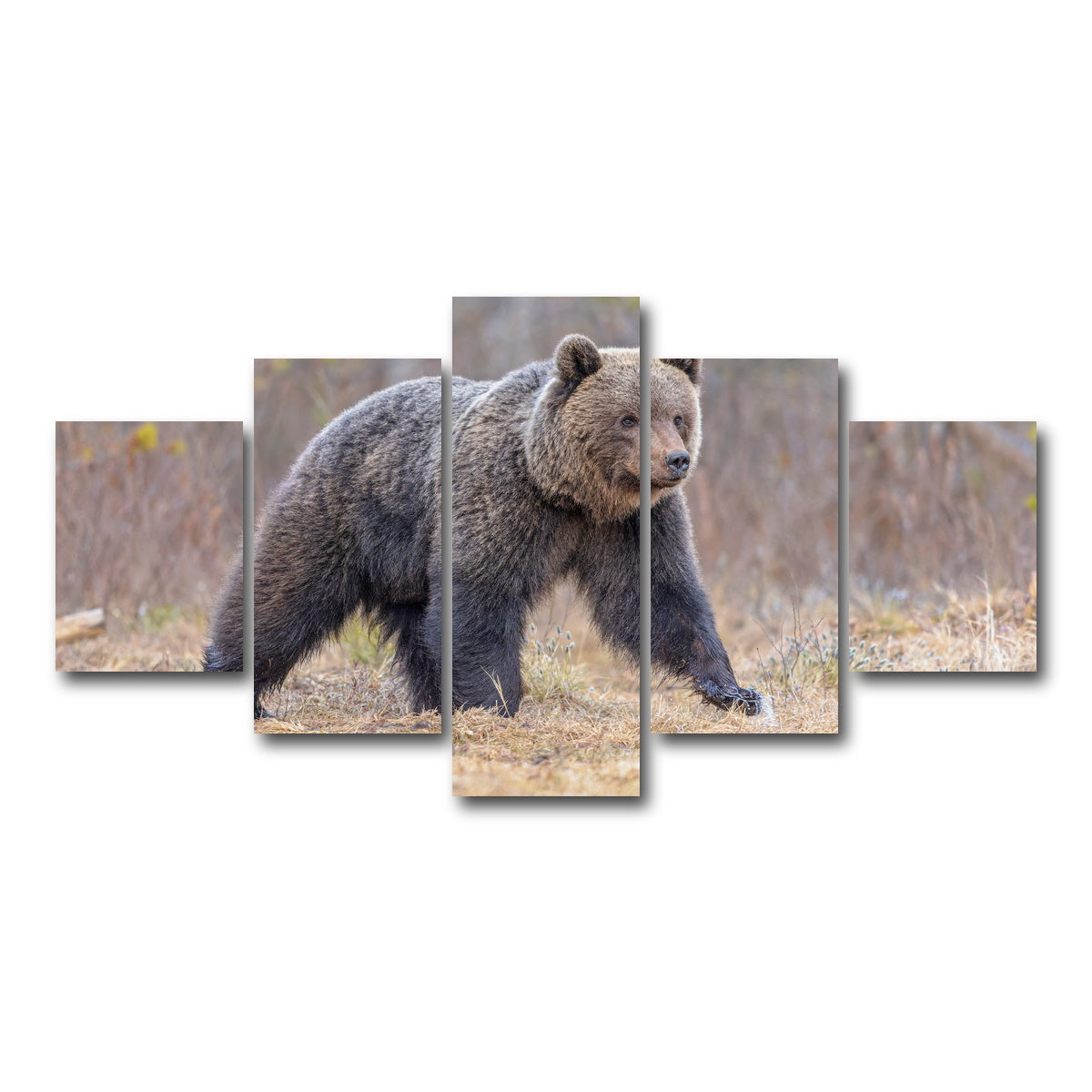 AUTO-MOCKUP WHITE | Eurasian brown bear | 5 Piece | Gallery Wrap Canvas | group=5_short