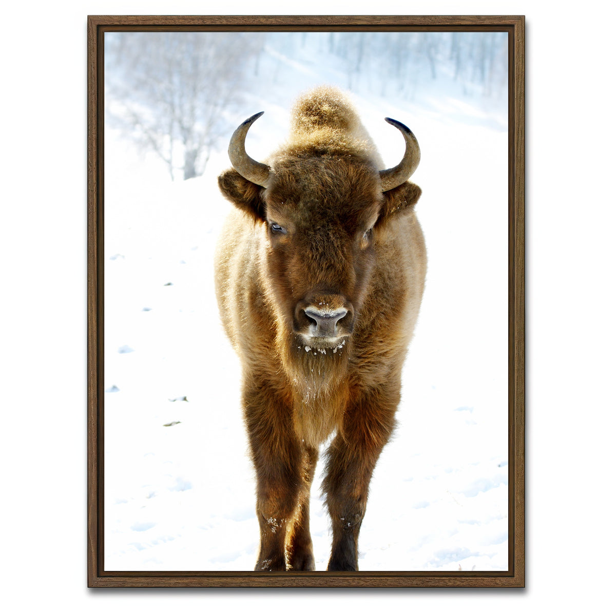 AUTO-MOCKUP WHITE | European Bison | 1 Piece | Walnut Framed Canvas | group=3x4
