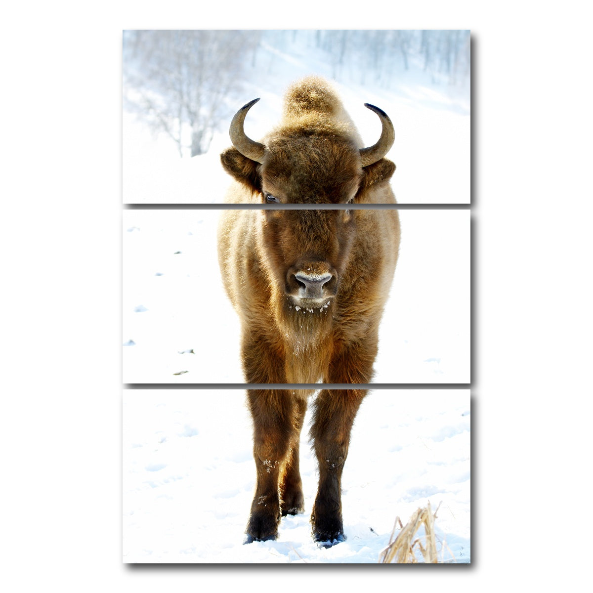 AUTO-MOCKUP WHITE | European Bison | 3 Piece | Gallery Wrap Canvas | group=12x24_stacked