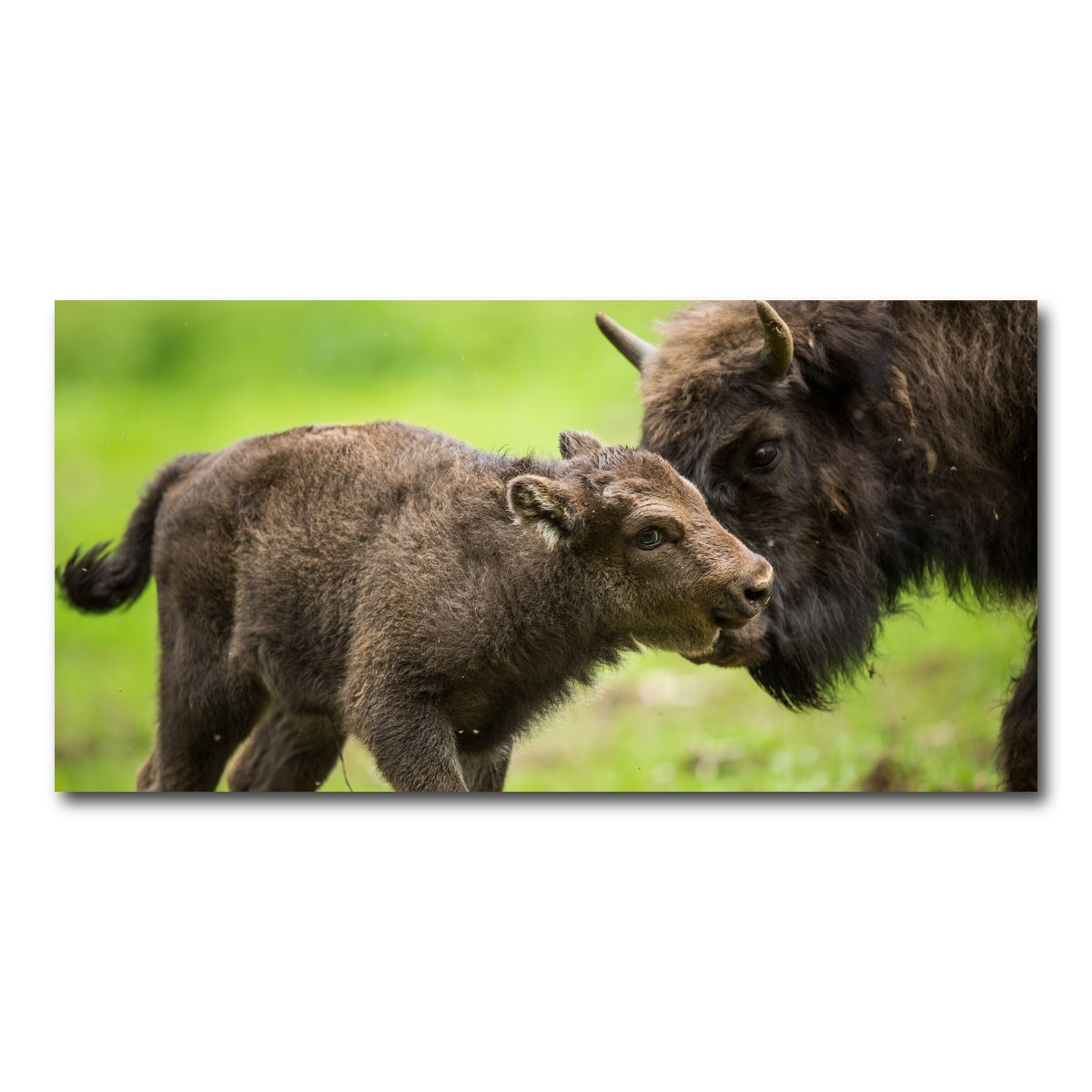 AUTO-MOCKUP WHITE | European Bison and Calf | 1 Piece | Gallery Wrap Canvas | group=2x1