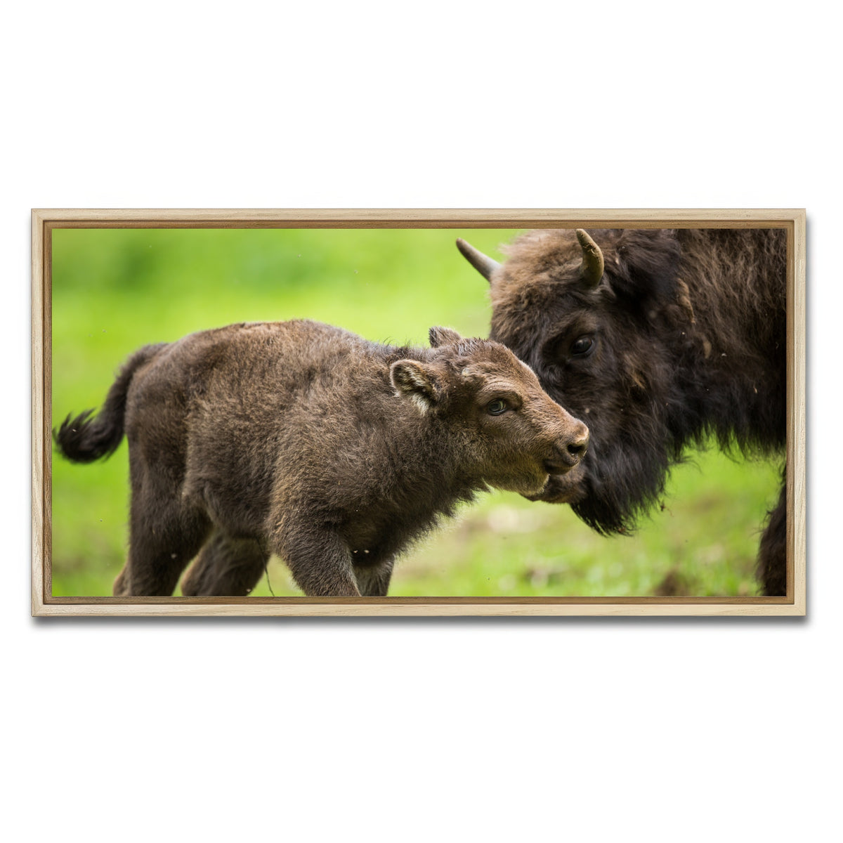 AUTO-MOCKUP WHITE | European Bison and Calf | 1 Piece | Natural Framed Canvas | group=2x1