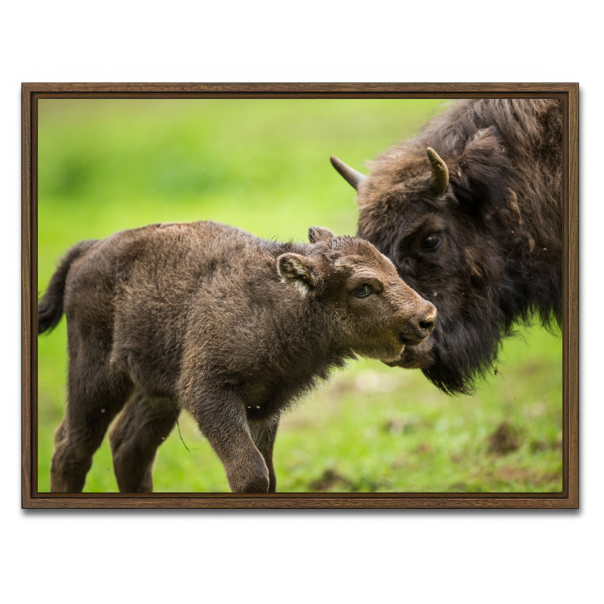 AUTO-MOCKUP WHITE | European Bison and Calf | 1 Piece | Walnut Framed Canvas | group=4x3