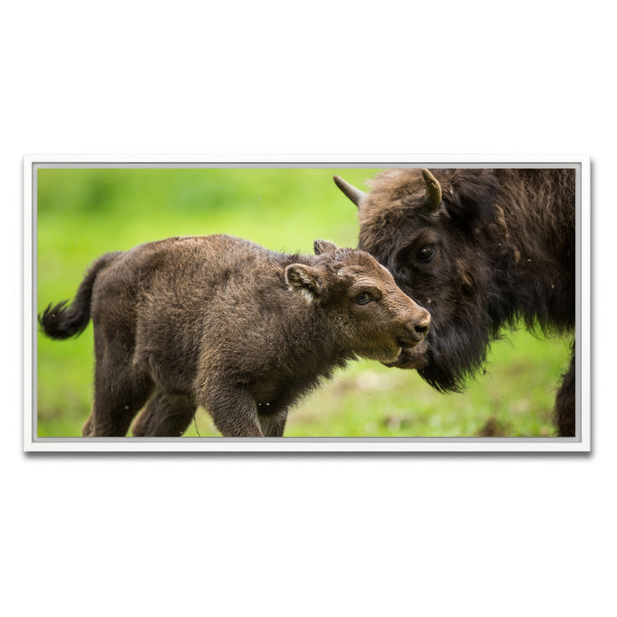 AUTO-MOCKUP WHITE | European Bison and Calf | 1 Piece | White Framed Canvas | group=2x1