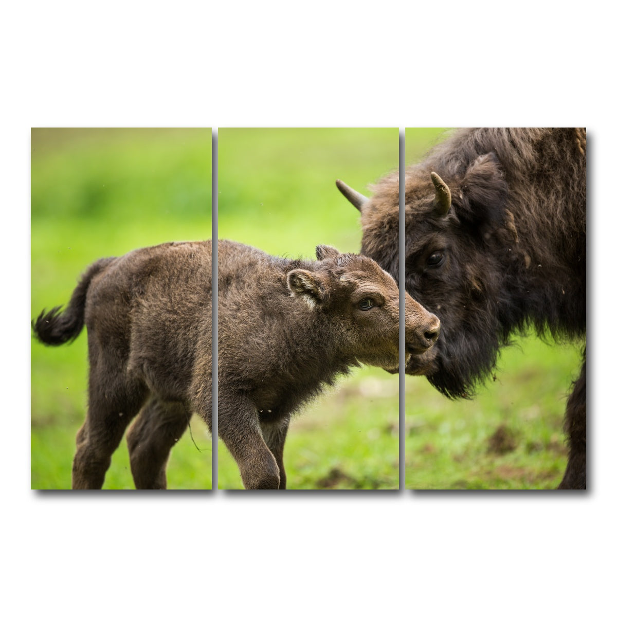 AUTO-MOCKUP WHITE | European Bison and Calf | 3 Piece | Gallery Wrap Canvas | group=12x24