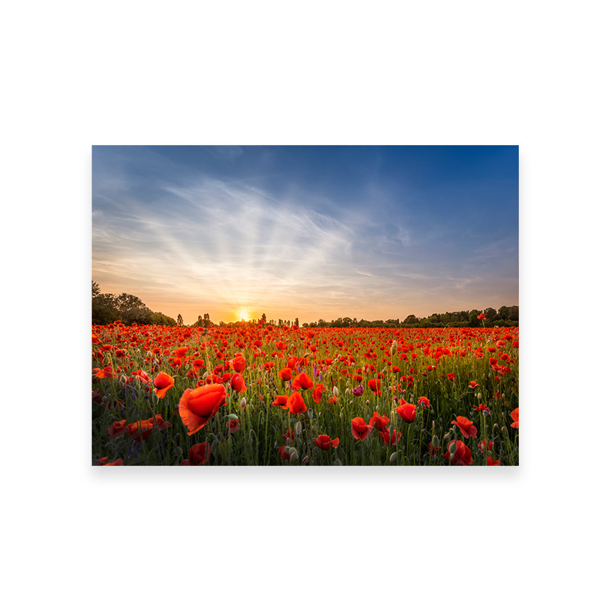 Evening in a Poppy Field Wall Art
