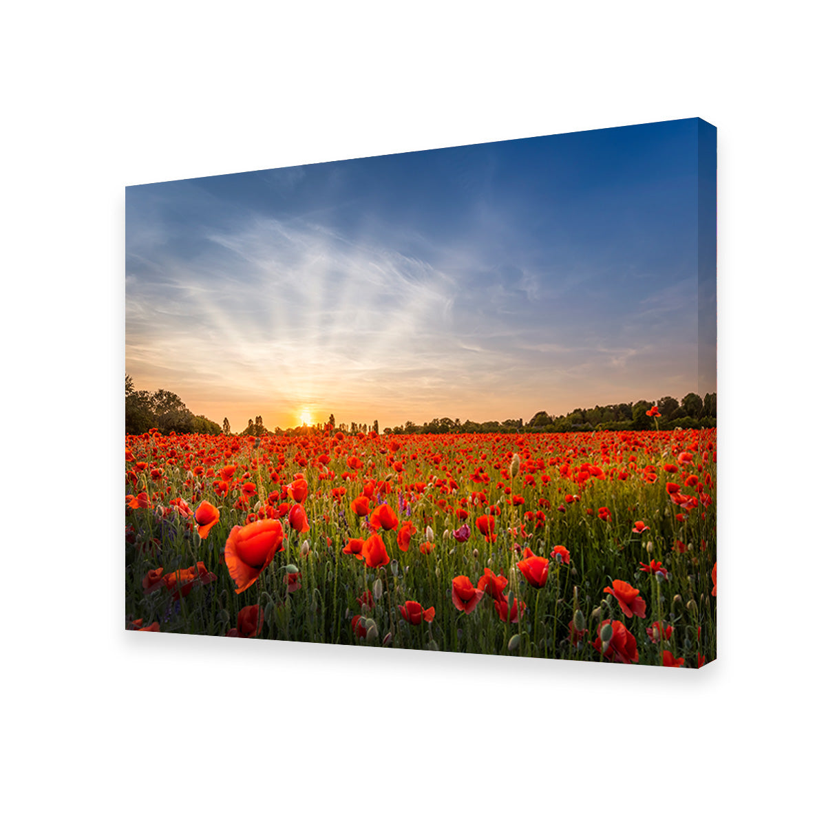 Evening in a Poppy Field Wall Art