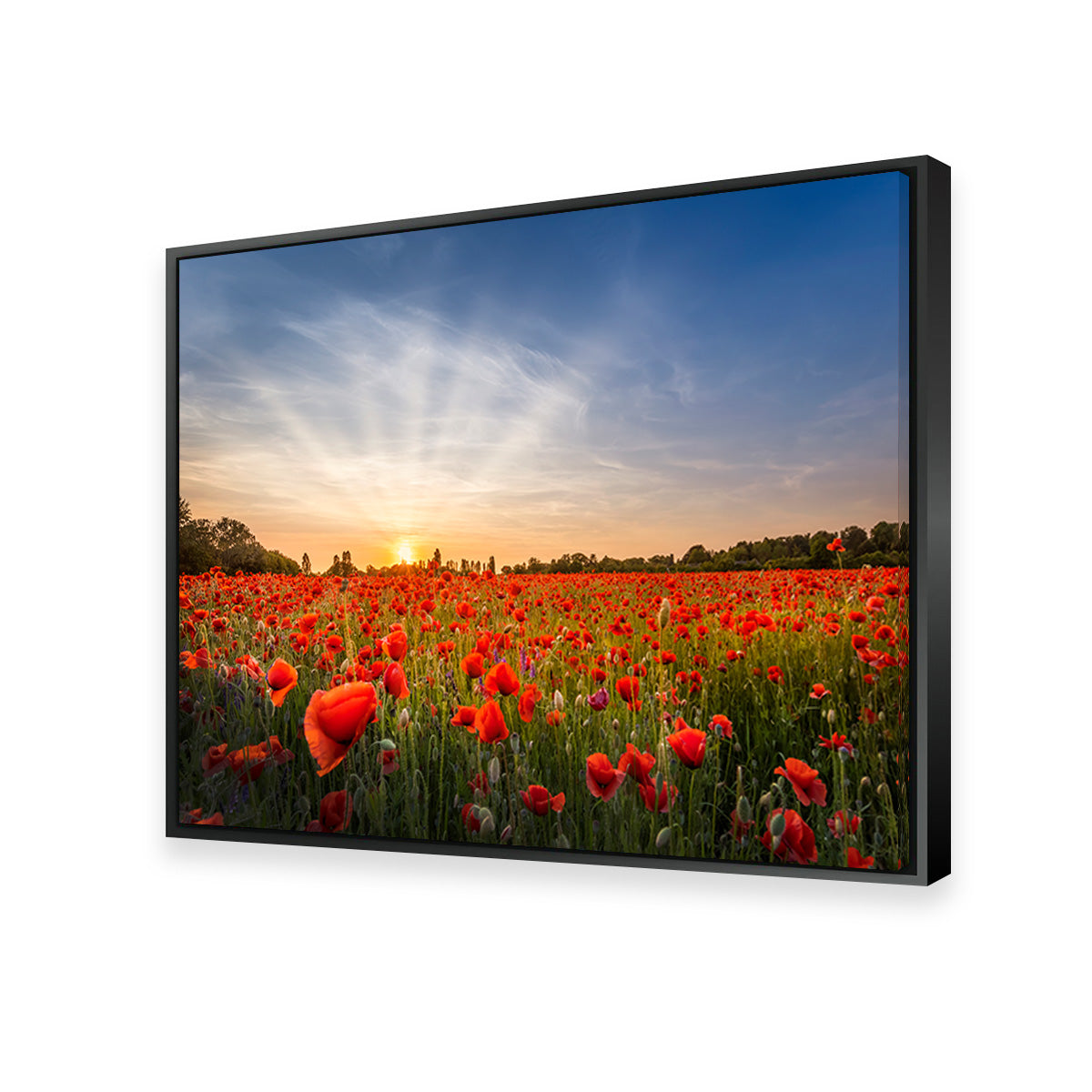 Evening in a Poppy Field Wall Art