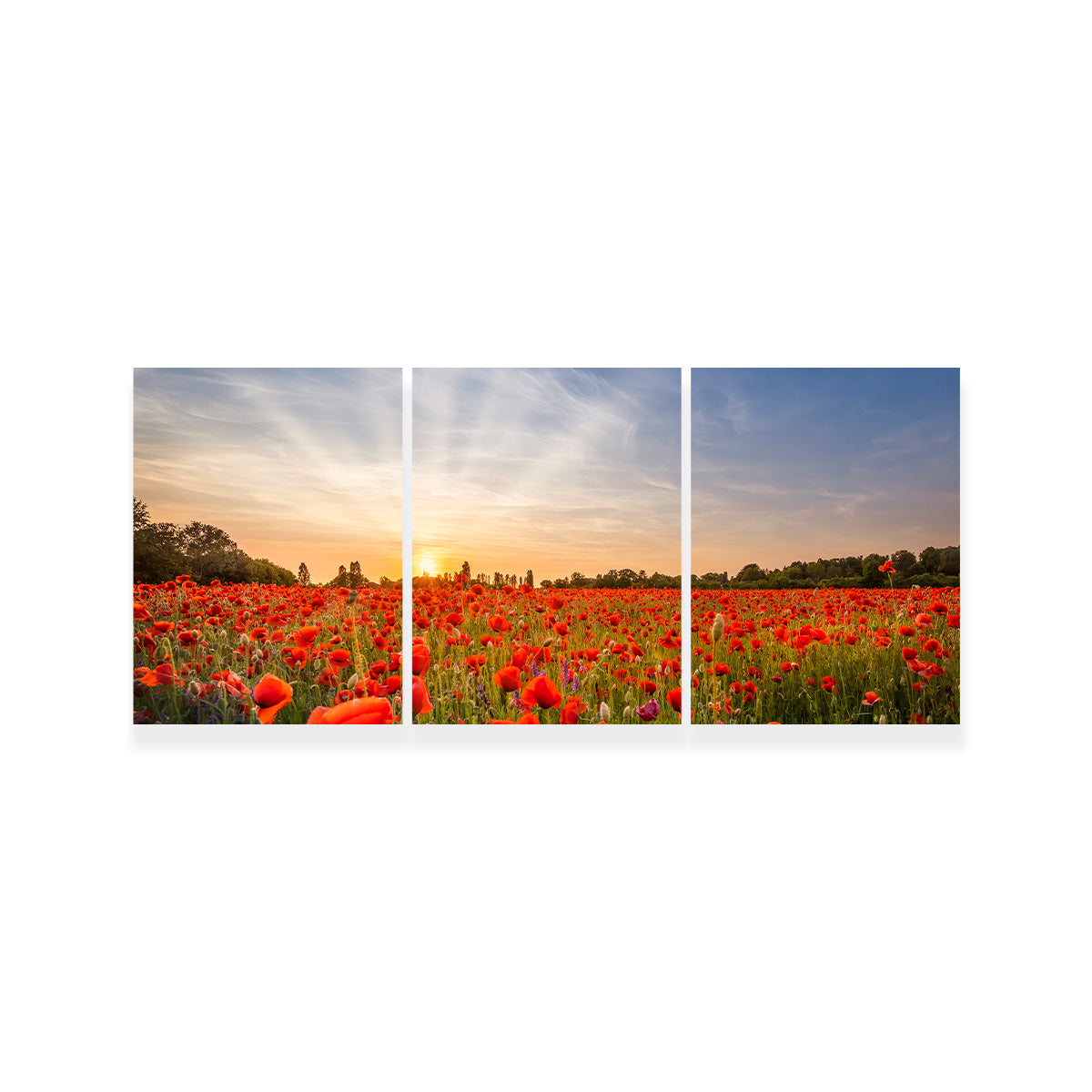 Evening in a Poppy Field Wall Art
