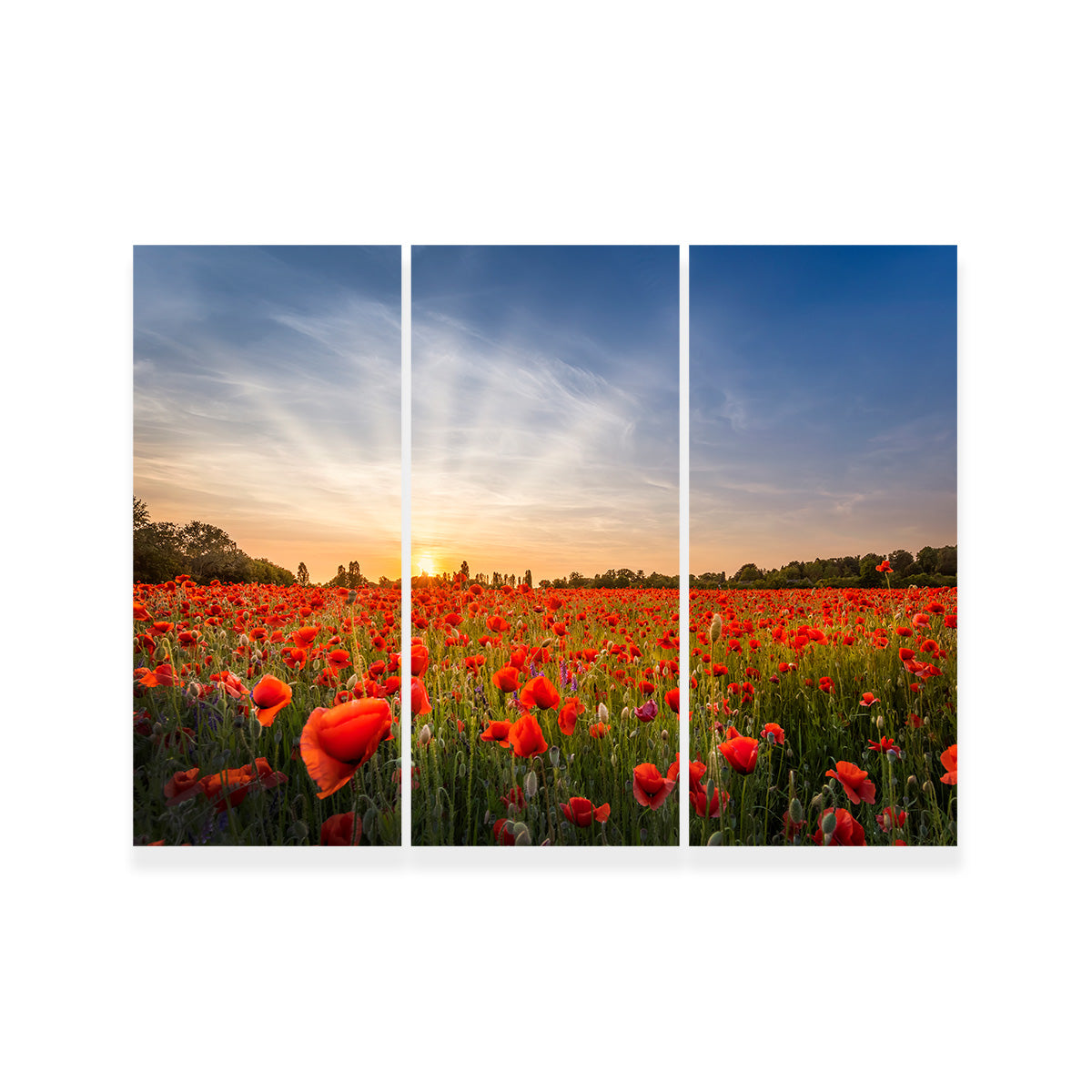 Evening in a Poppy Field Wall Art