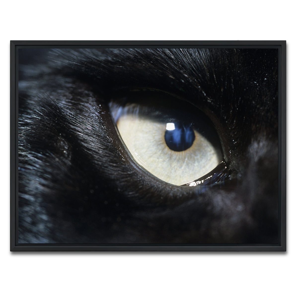 AUTO-MOCKUP WHITE | Eye of Black Wolf | 1 Piece | Black Framed Canvas | group=4x3