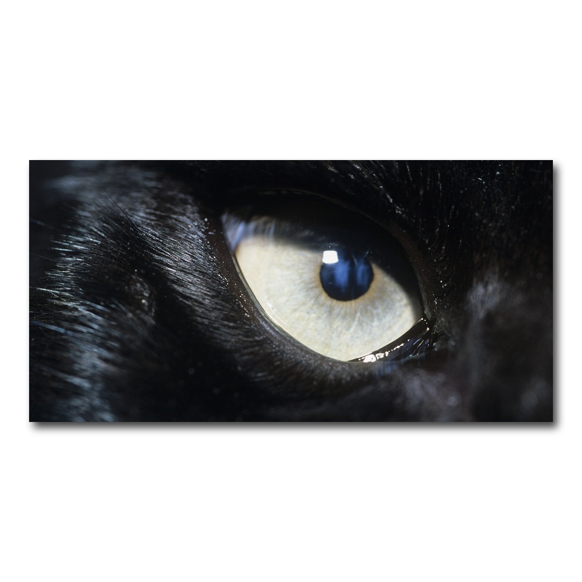 AUTO-MOCKUP WHITE | Eye of Black Wolf | 1 Piece | Gallery Wrap Canvas | group=2x1