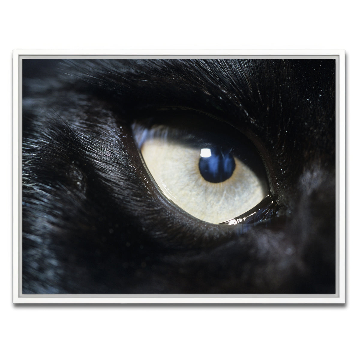 AUTO-MOCKUP WHITE | Eye of Black Wolf | 1 Piece | White Framed Canvas | group=4x3