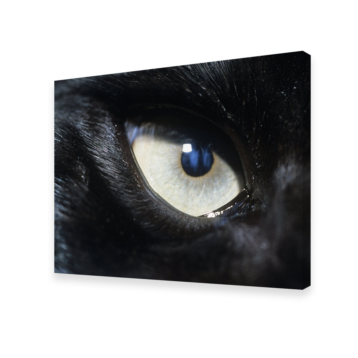 Eye of Black Wolf Wall Art
