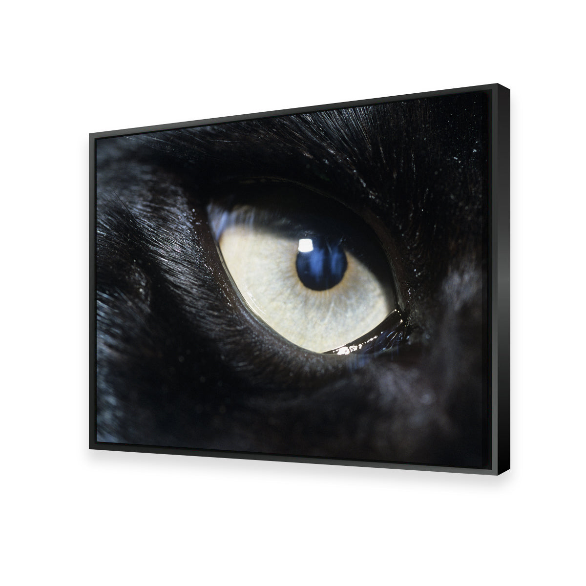 Eye of Black Wolf Wall Art