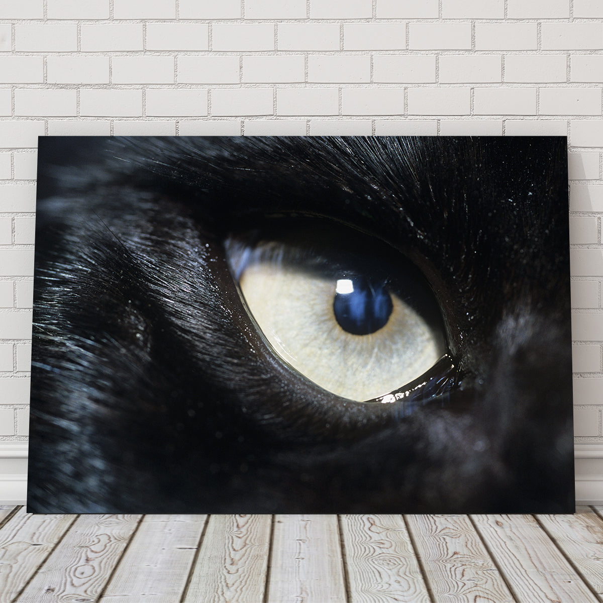 Eye of Black Wolf Wall Art