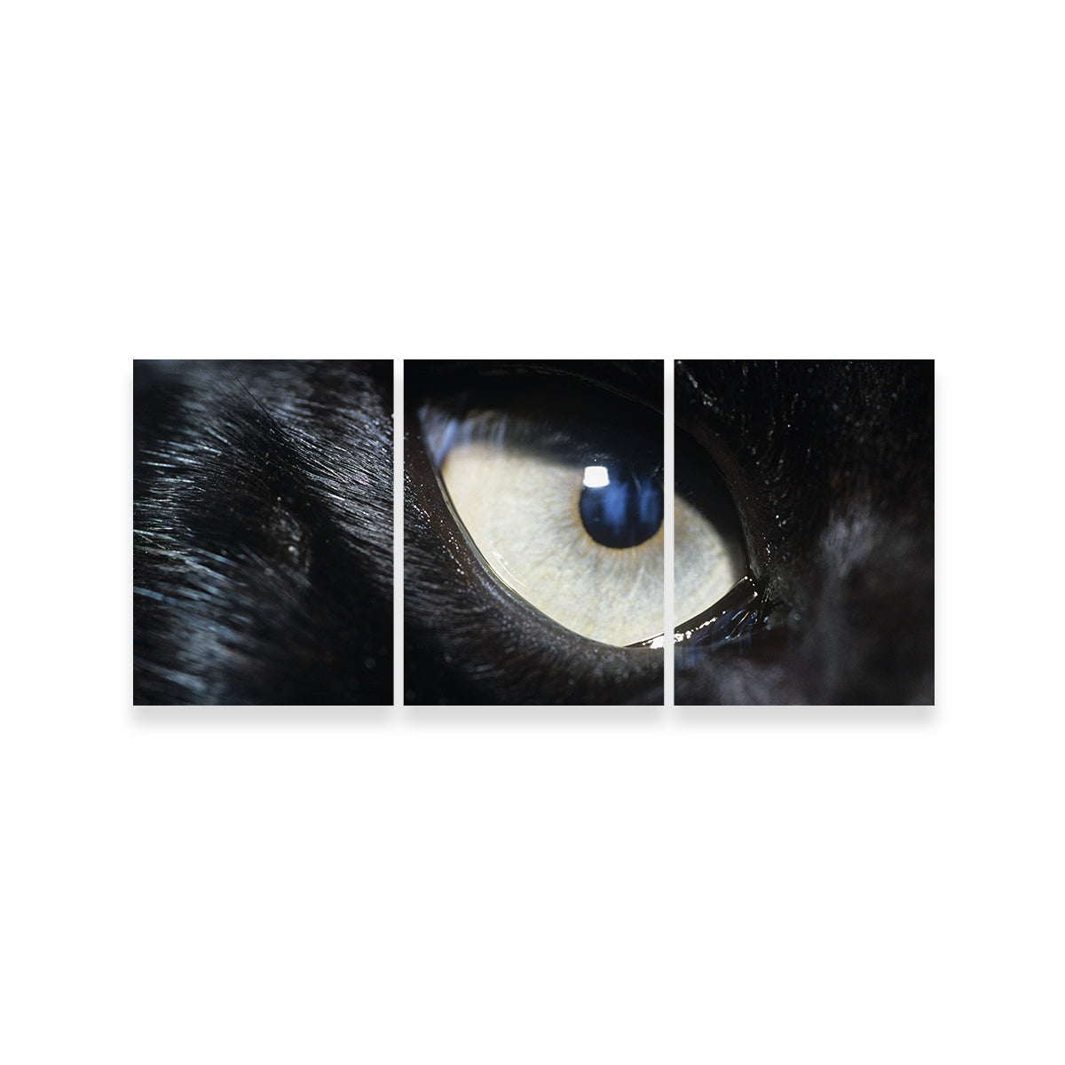 Eye of Black Wolf Wall Art