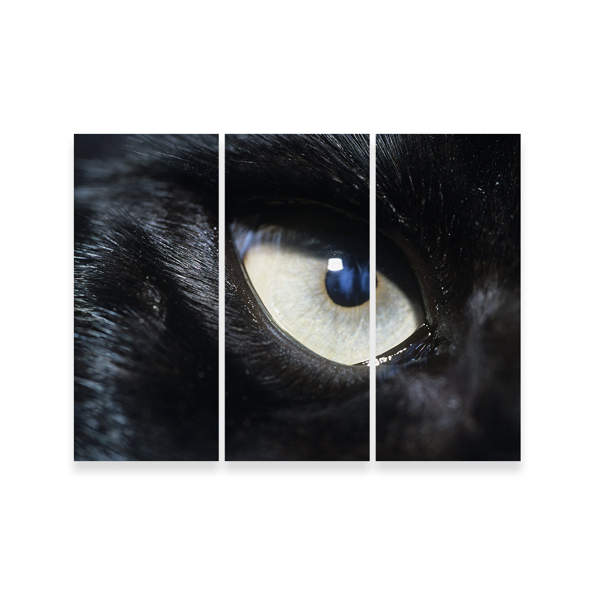 Eye of Black Wolf Wall Art