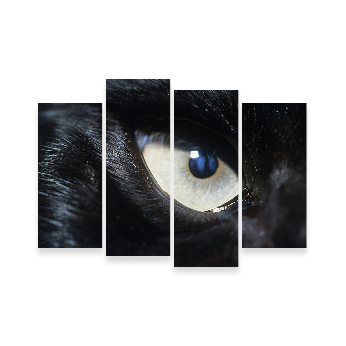 Eye of Black Wolf Wall Art