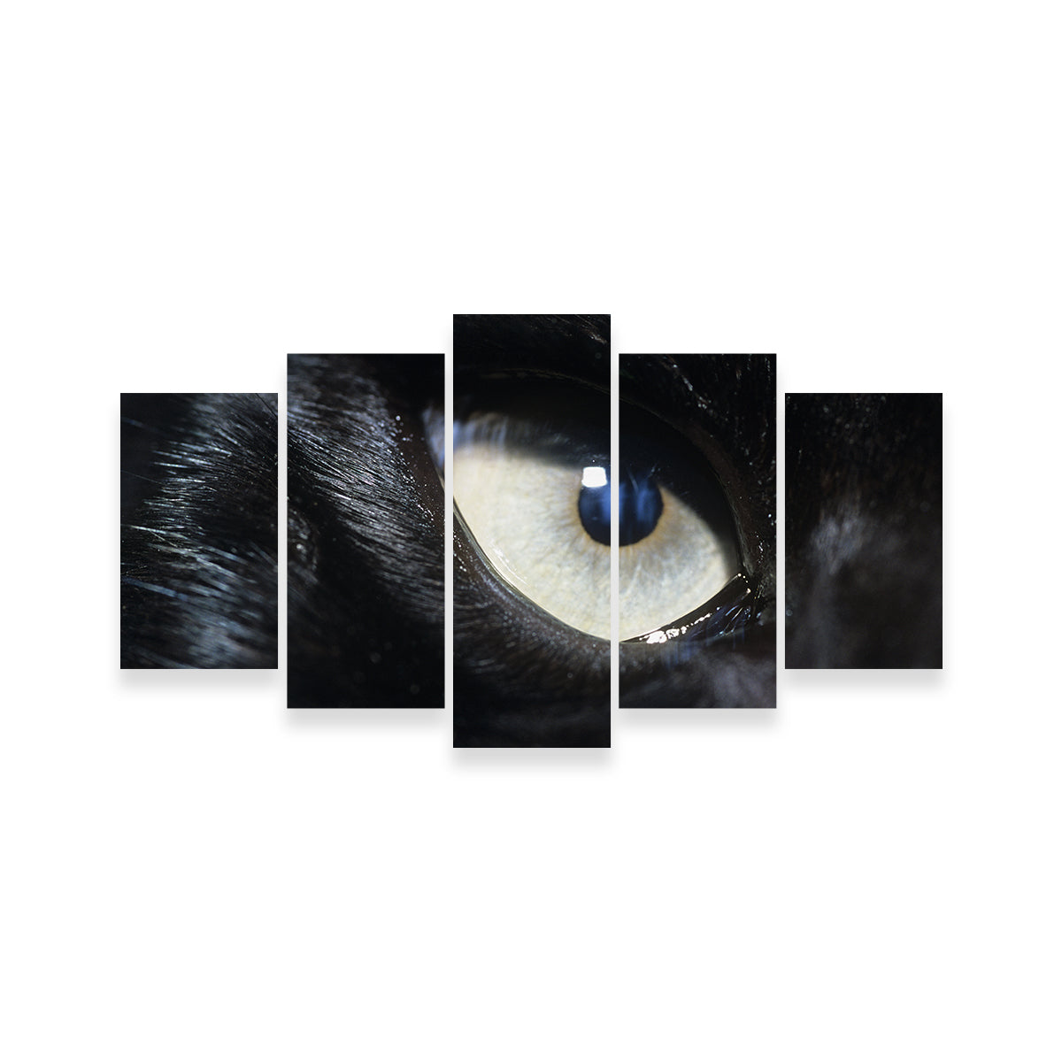 Eye of Black Wolf Wall Art