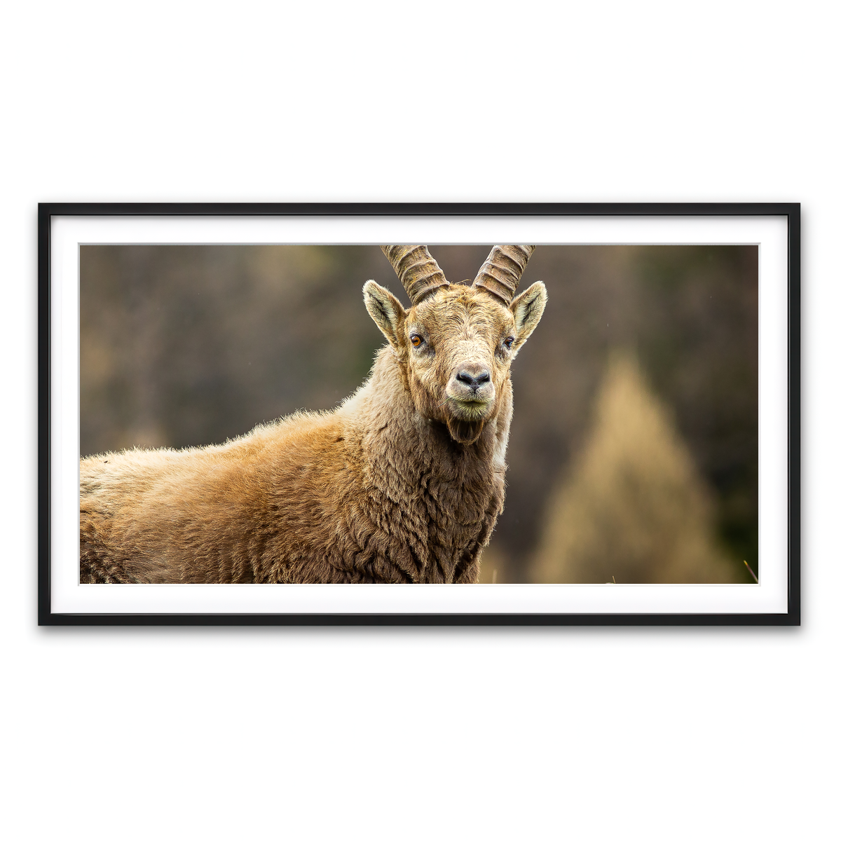 Framed Print 2x1 Black