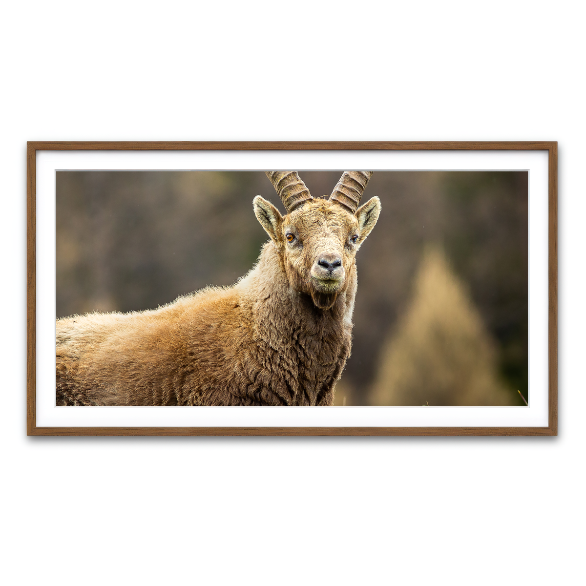 Framed Print 2x1 Walnut