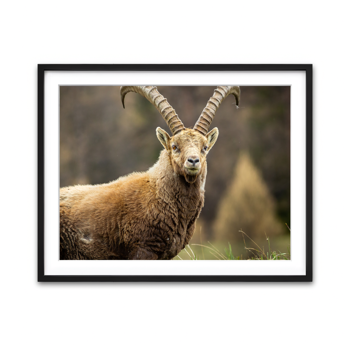 Framed Print 4x3 Black