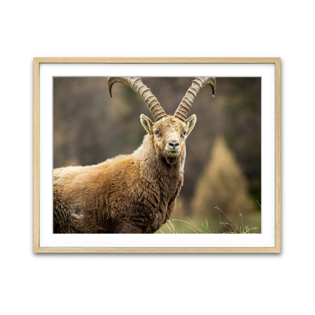 Framed Print 4x3 Natural