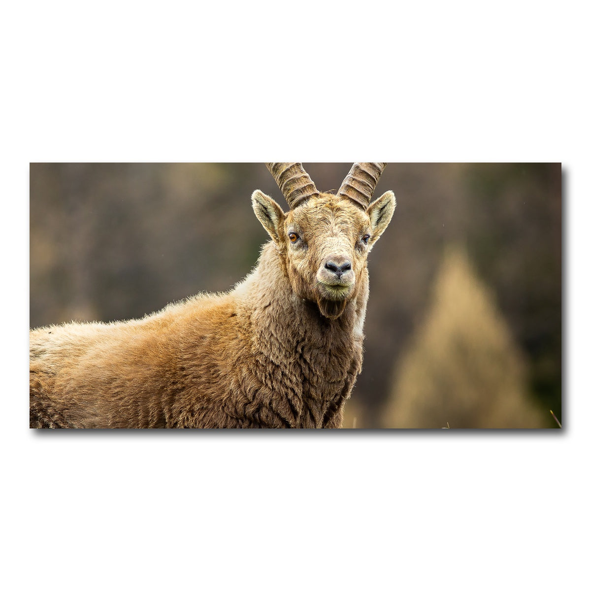 AUTO-MOCKUP WHITE | Face a Face | 1 Piece | Gallery Wrap Canvas | group=2x1