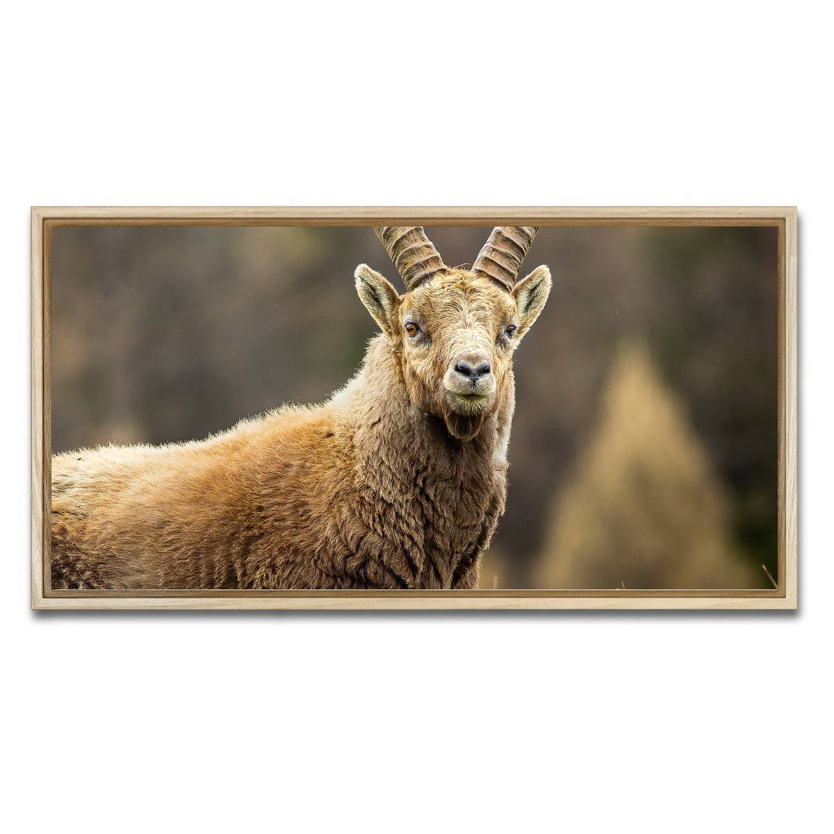 AUTO-MOCKUP WHITE | Face a Face | 1 Piece | Natural Framed Canvas | group=2x1