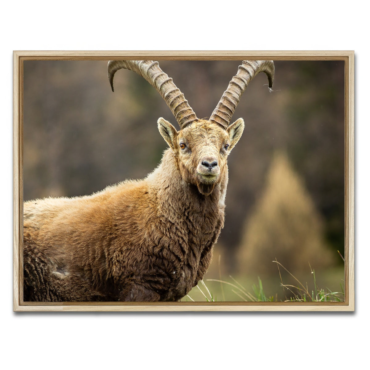 AUTO-MOCKUP WHITE | Face a Face | 1 Piece | Natural Framed Canvas | group=4x3