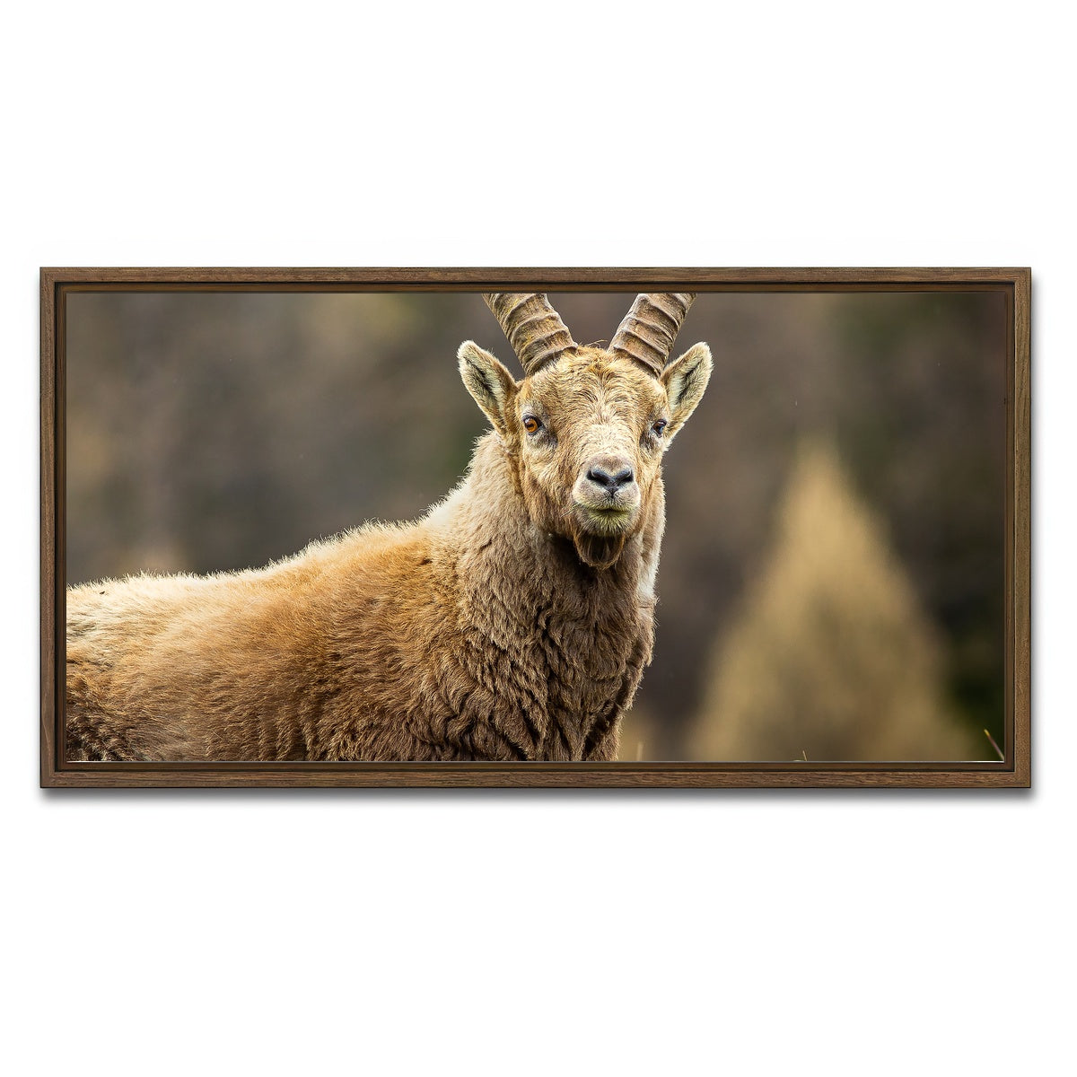 AUTO-MOCKUP WHITE | Face a Face | 1 Piece | Walnut Framed Canvas | group=2x1