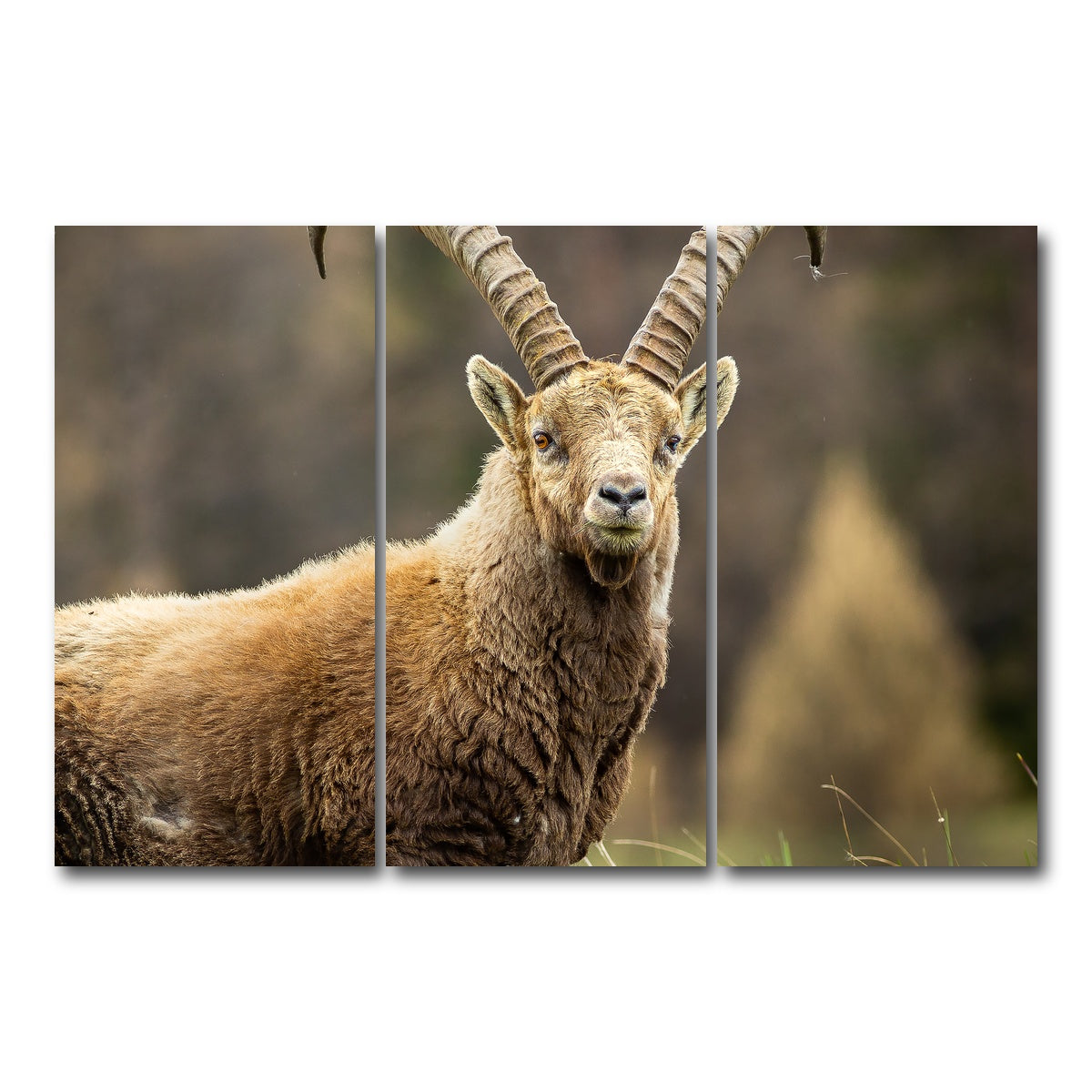 AUTO-MOCKUP WHITE | Face a Face | 3 Piece | Gallery Wrap Canvas | group=12x24