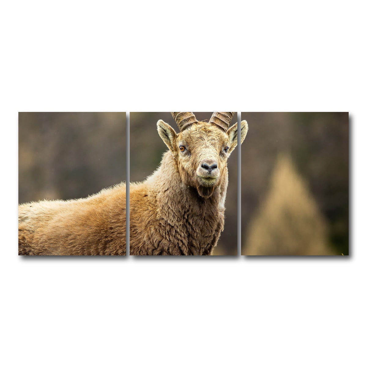 AUTO-MOCKUP WHITE | Face a Face | 3 Piece | Gallery Wrap Canvas | group=18x24