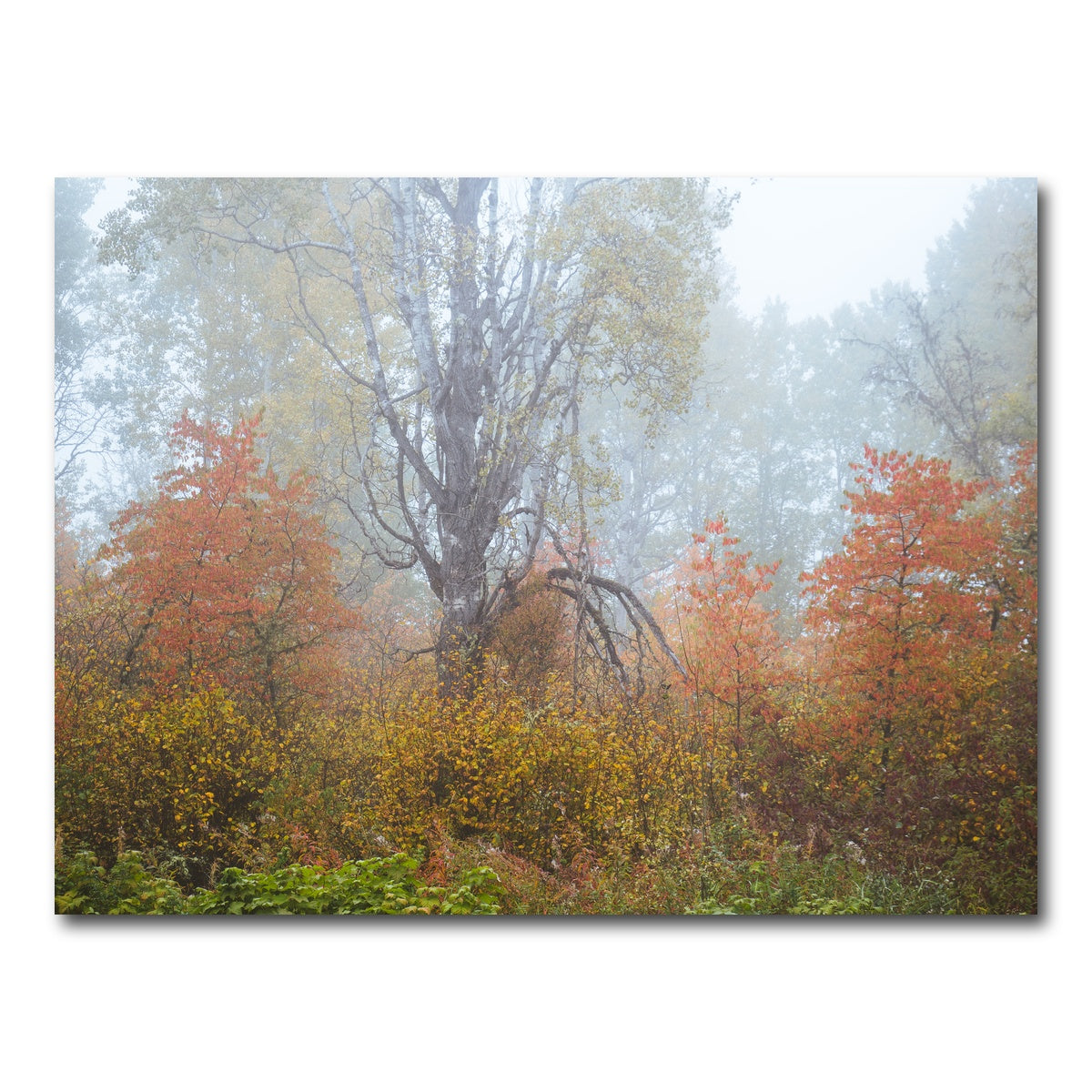AUTO-MOCKUP WHITE | Fall Colors in Northern BC 1 | 1 Piece | Gallery Wrap Canvas | group=4x3