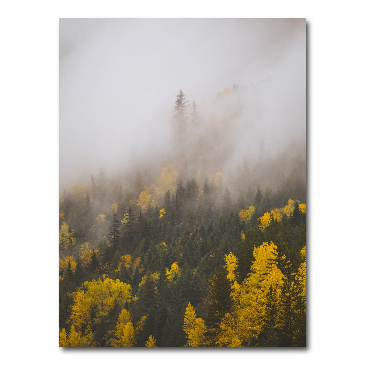 AUTO-MOCKUP WHITE | Fall Colors in Northern BC 4 | 1 Piece | Gallery Wrap Canvas | group=3x4