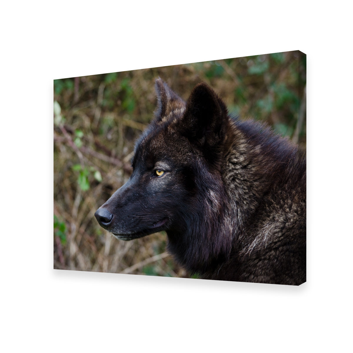 Female Black Wolf Wall Art