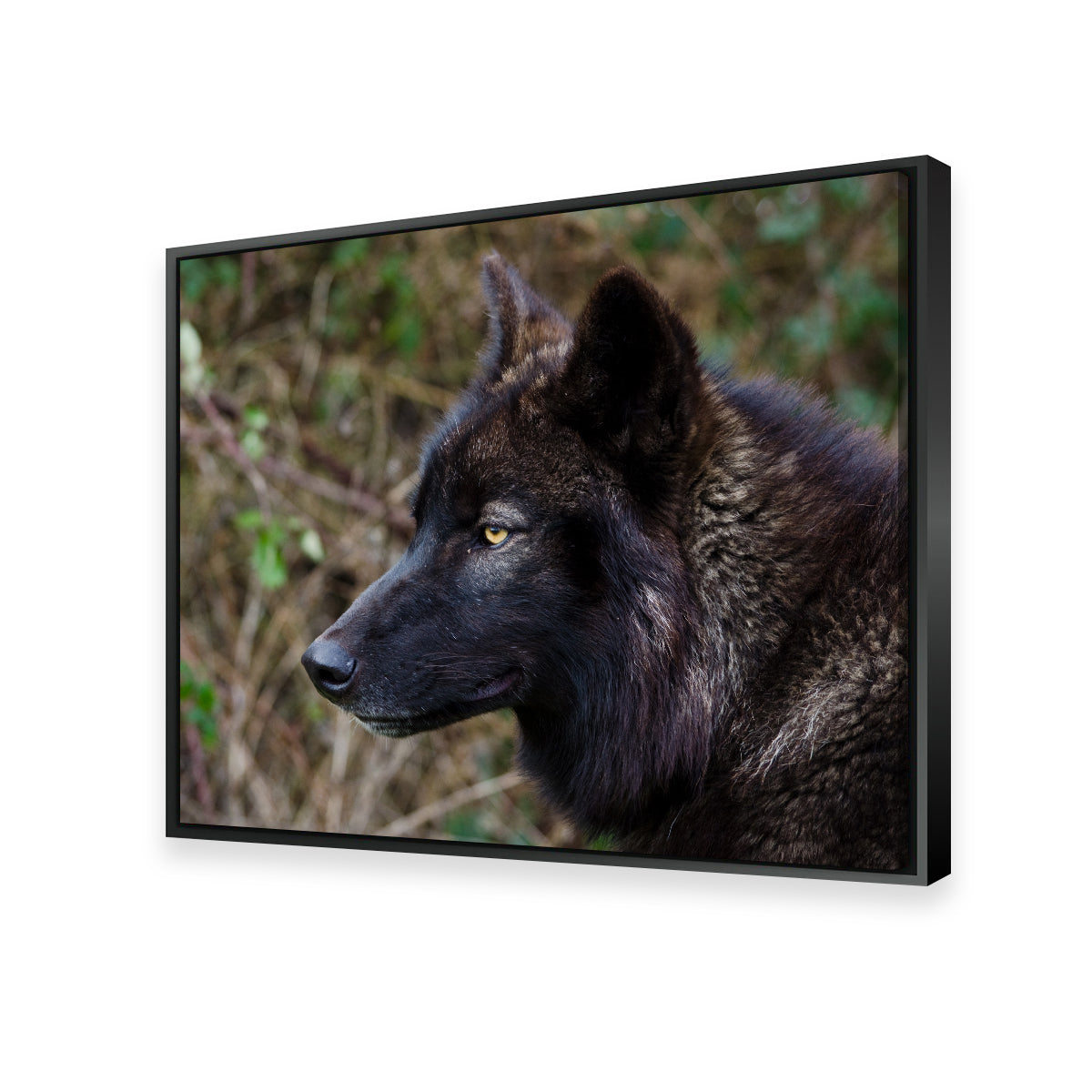 Female Black Wolf Wall Art